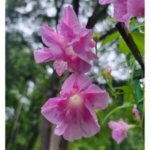15 Rosy Pink Split Second Morning Glory Seeds Heirloom Cottage Garden Vine碎瓣牵牛种子